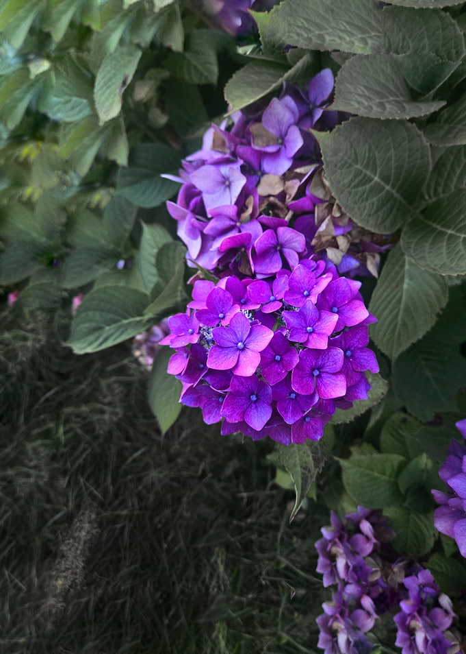 Vibrant Purple Hydrangea Blooms