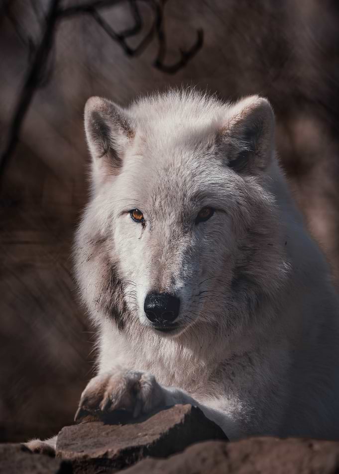 Close-up of a white wolf