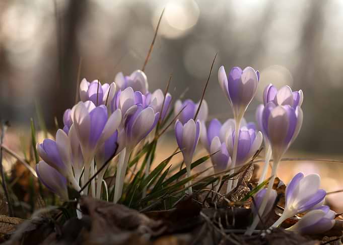 Purple Crocus Flowers in Spring