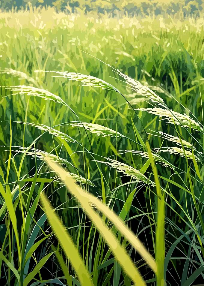 Sunlit Grass Field