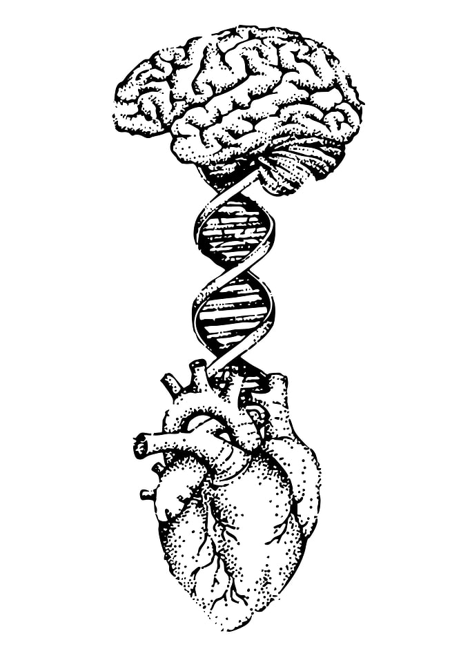 Brain, DNA, and Heart Connection