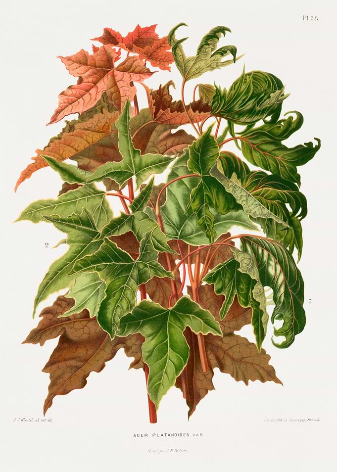 Botanical Illustration of Acer Platanoides Var.