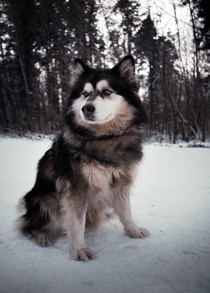 Alaskan Malamute in Snowy Forest