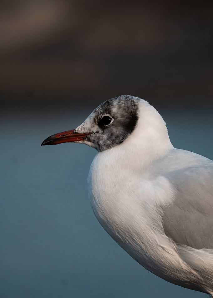 Close-up of a Black-headed Gull