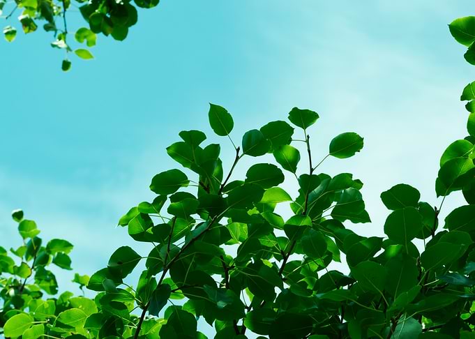 Green Leaves Against Blue Sky