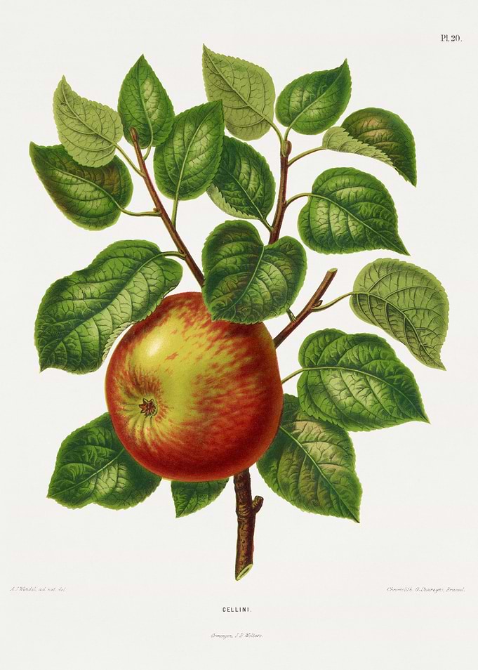 Vintage Apple Illustration