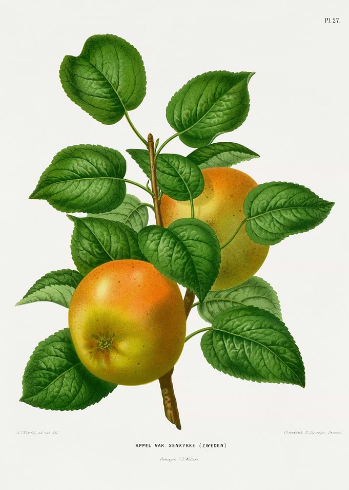 Vintage Apple Illustration