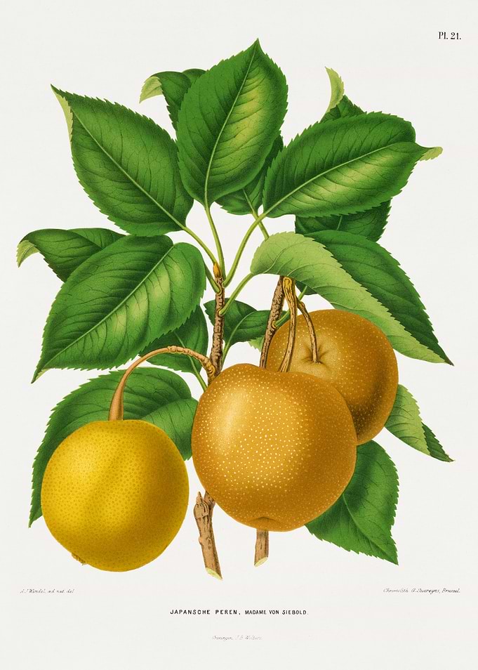 Japanese Pears Illustration