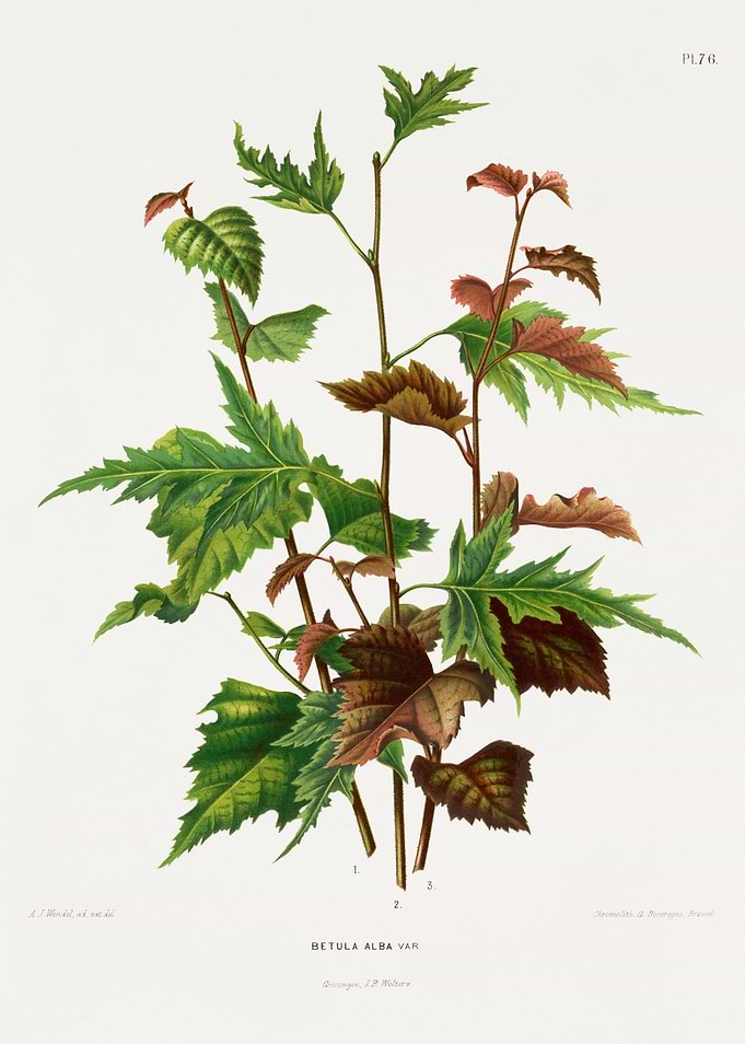 Betula Alba Var. Botanical Illustration