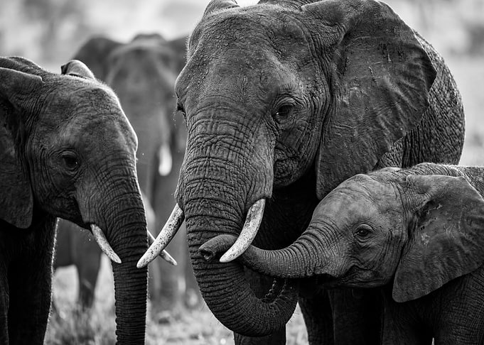 Elephant Family in Black and White