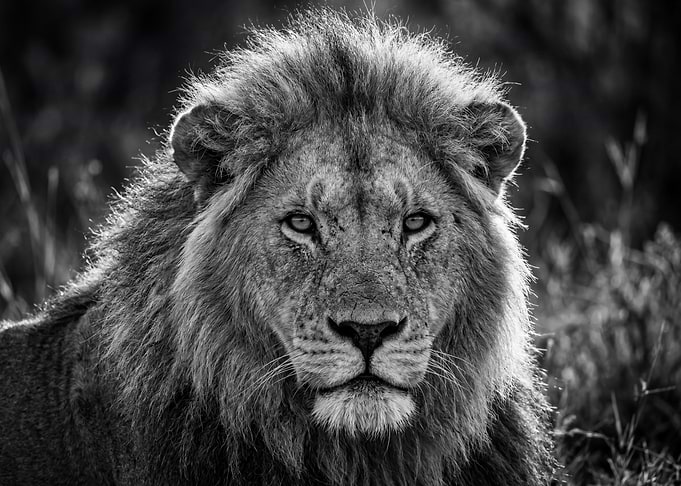 Close-up Black and White Lion Portrait