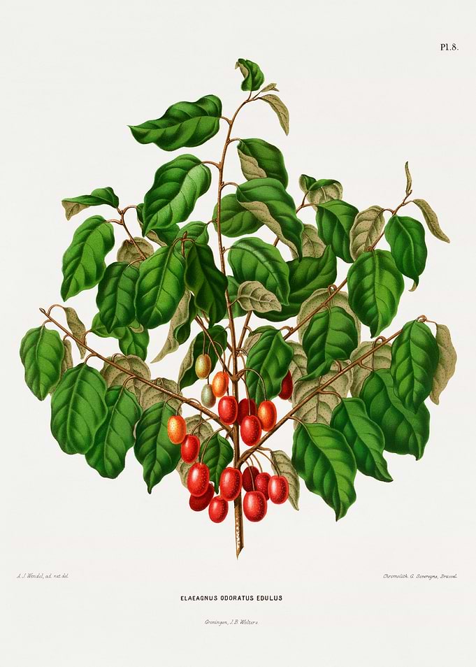 Elaeagnus Odoratus Edulis Botanical Illustration