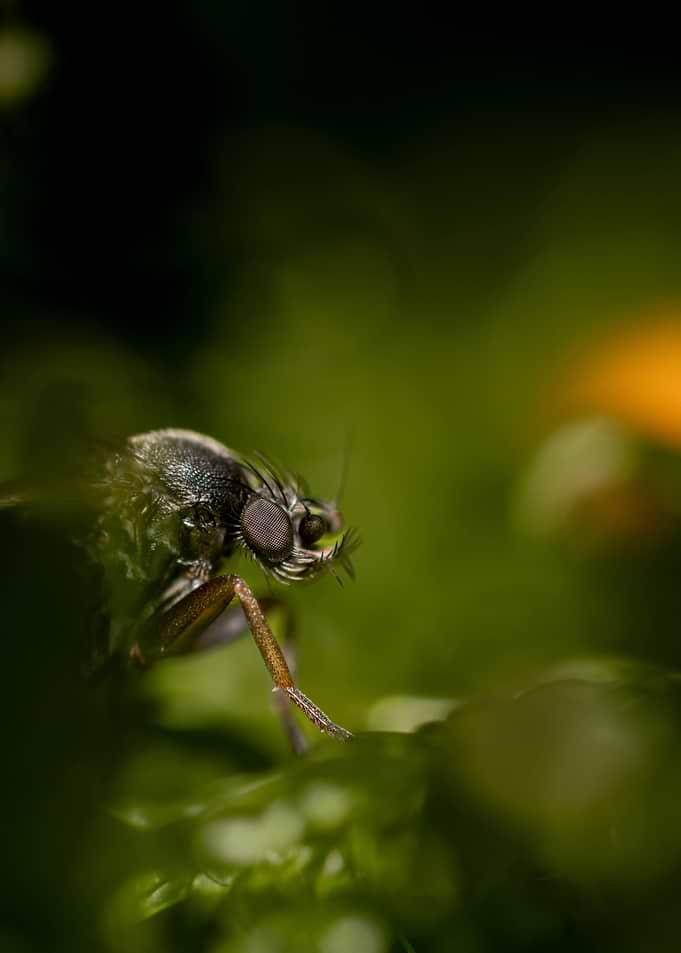Macro shot of a fly on a leaf