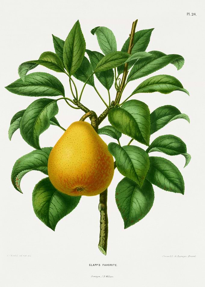 Clapp's Favorite Pear Illustration