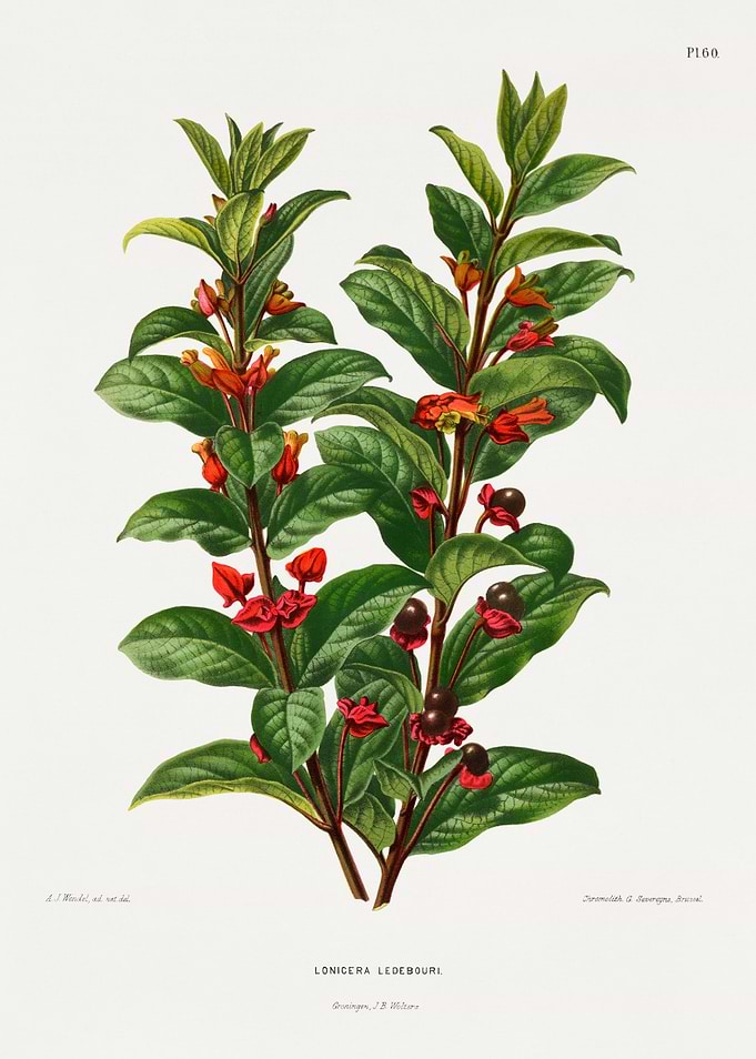 Lonicera Ledebourii Botanical Illustration
