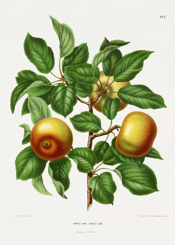 Appel Var. Early Joe Apples