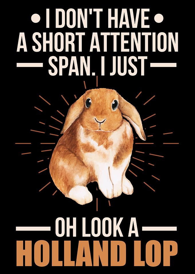 Funny Holland Lop Rabbit