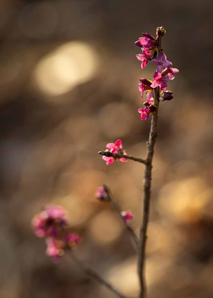 Pink Daphne Flowers on Branch