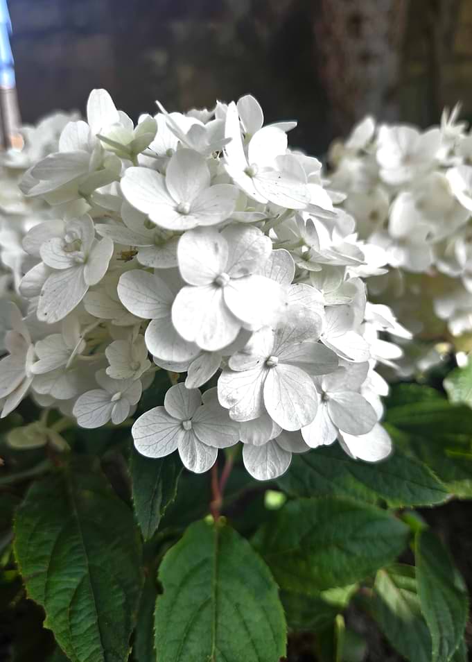 White Hydrangea Flowers and Green Leaves