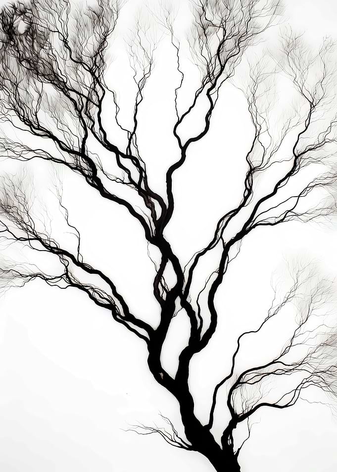 Bare Tree Branches Against White