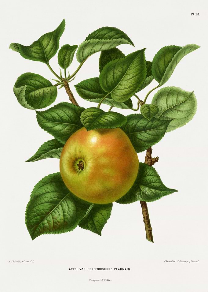 Herefordshire Pearmain Apple Illustration