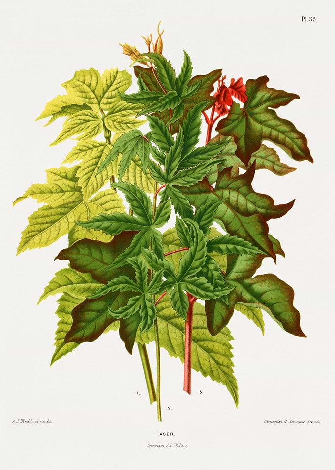 Botanical Illustration of Maple Leaves