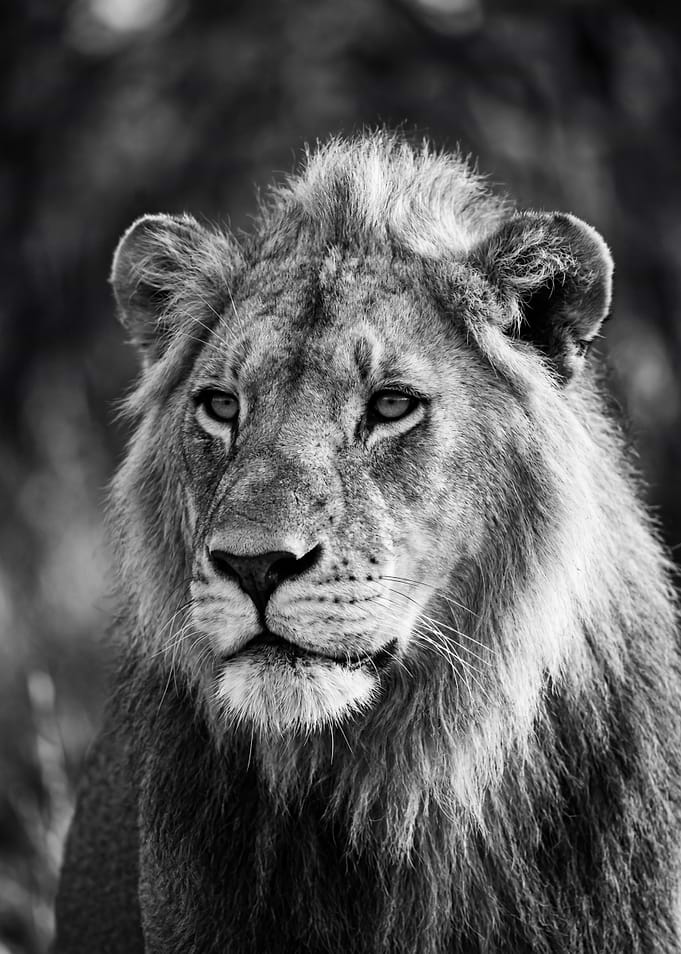 Close-up of a Majestic Lion