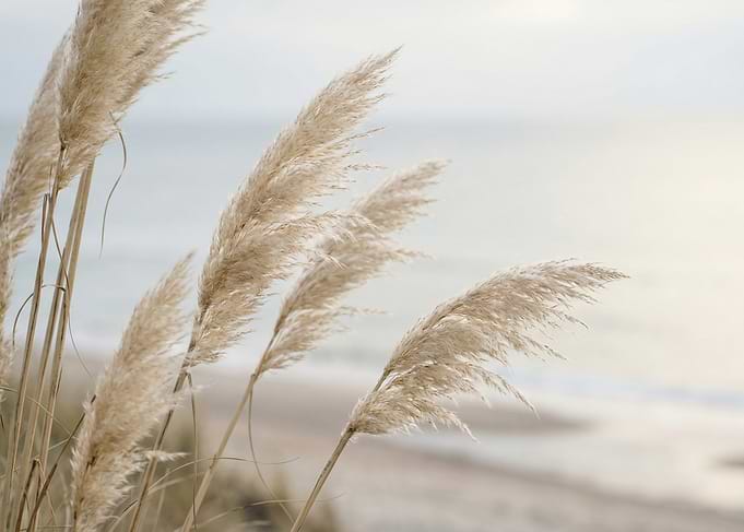 Pampas Grass by the Sea