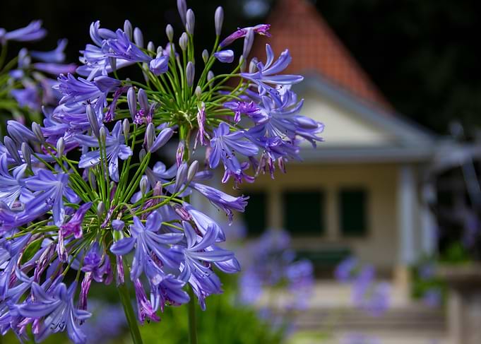 Purple Agapanthus Flowers in Bloom