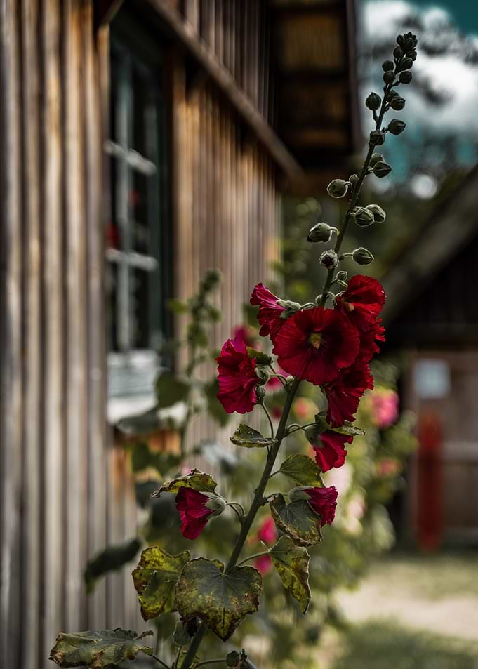 Red Hollyhock Flowers by Wooden Building