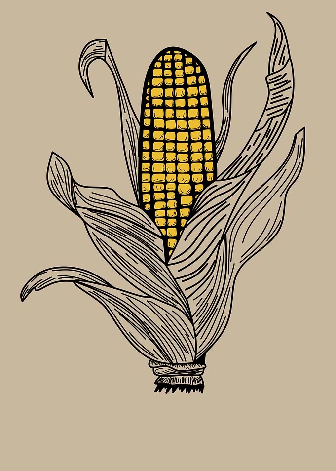 Corn on the Cob Illustration