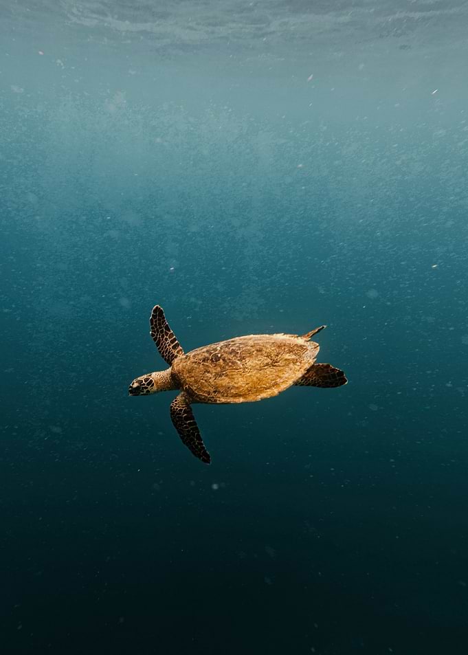 Sea Turtle Swimming in Blue Water