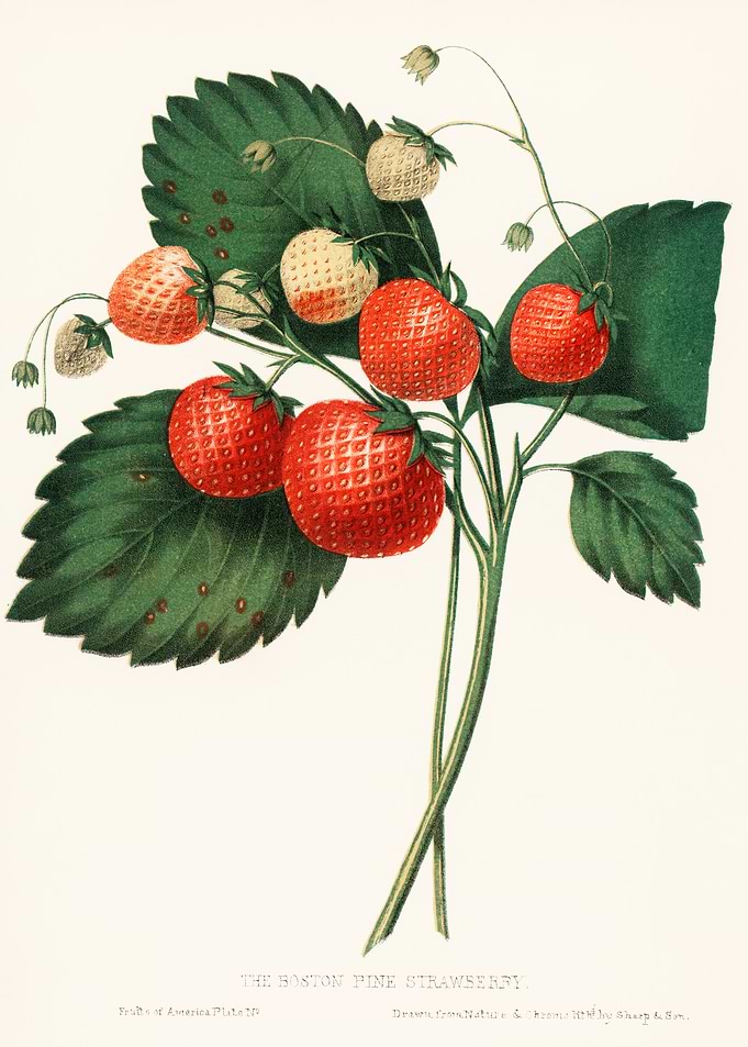 Vintage Boston Fine Strawberry Illustration