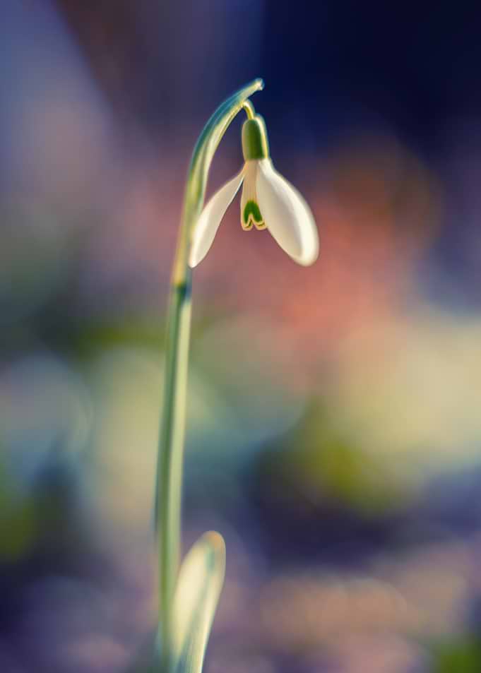 Delicate Snowdrop Flower in Soft Light