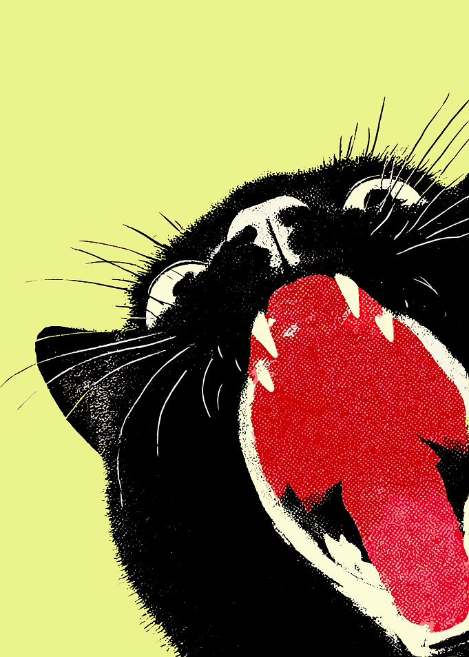 Black Cat Yawning