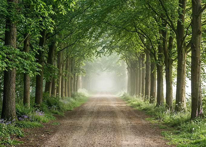 Misty Forest Road Lined with Trees