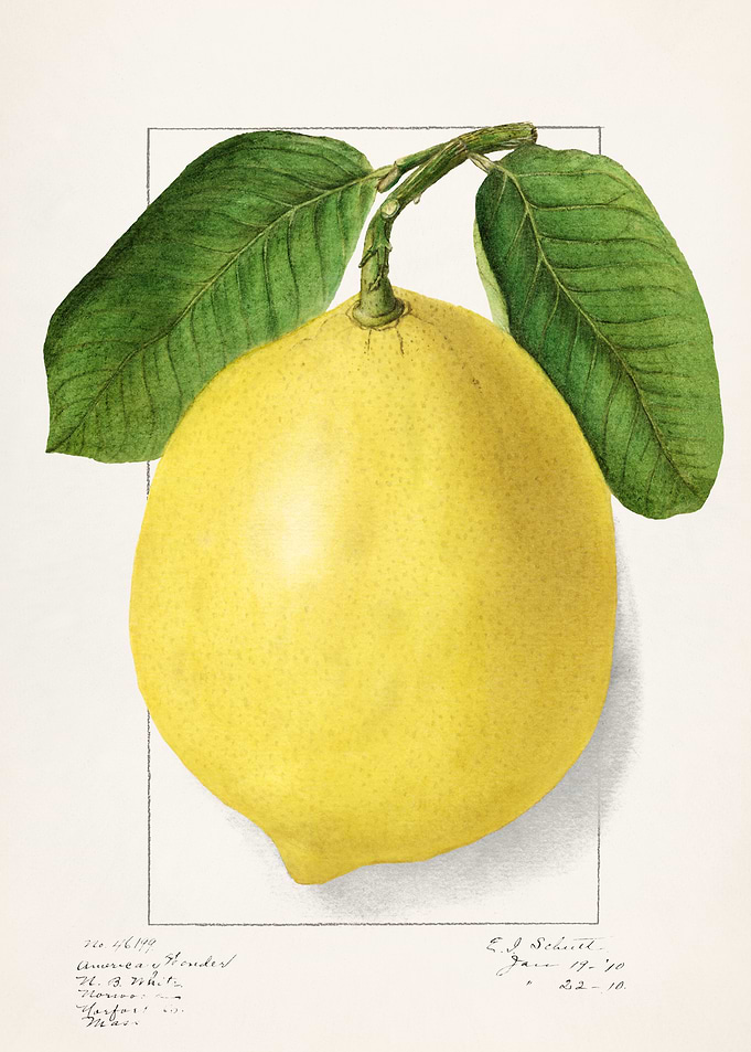 Vintage Lemon Illustration