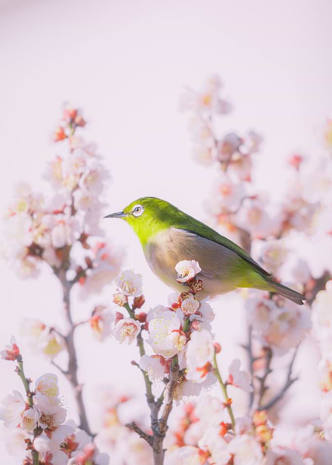 Green bird on plum blossoms