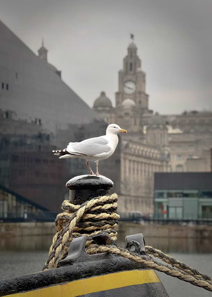 Seagull of Liverpool