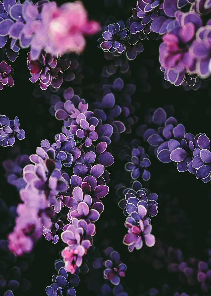 Purple Barberry Leaves