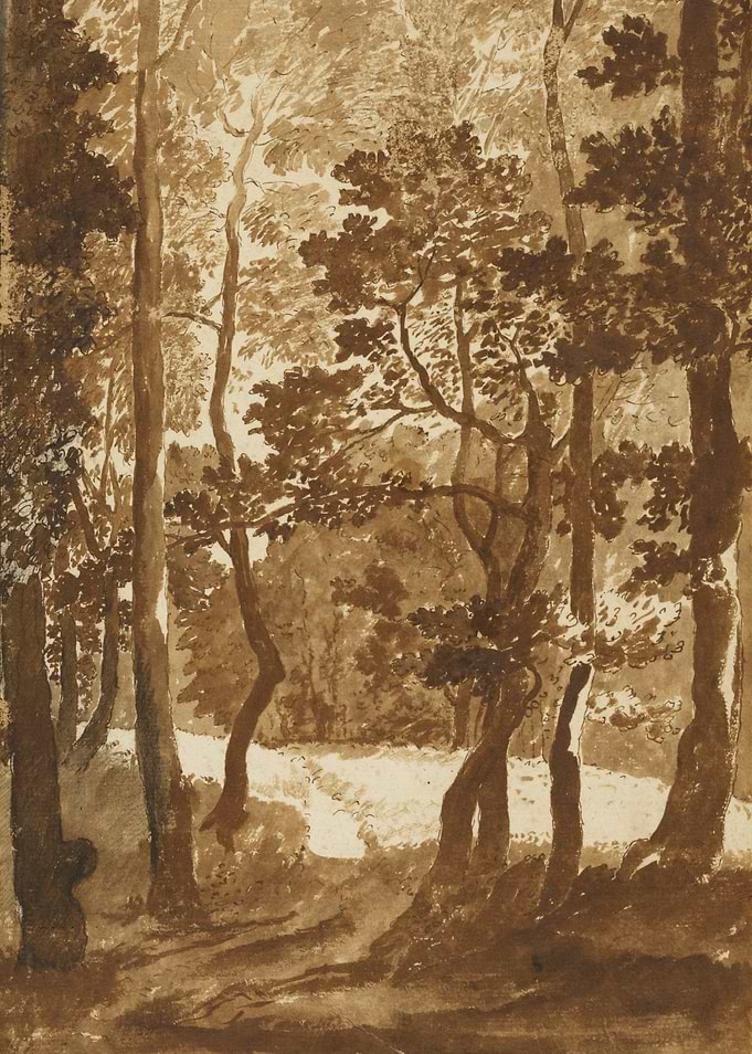 Forest Scene with Trees and Light