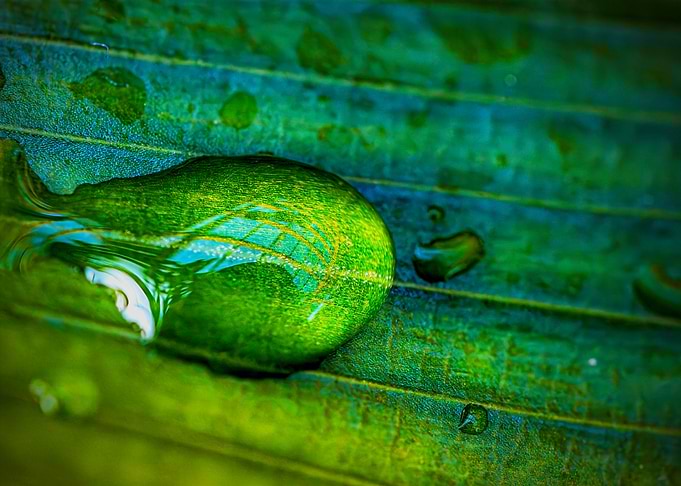 Macro shot of water drop on green leaf