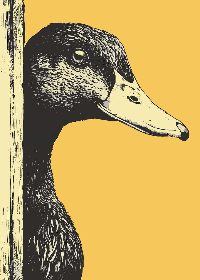 Duck peeking from behind a wooden post