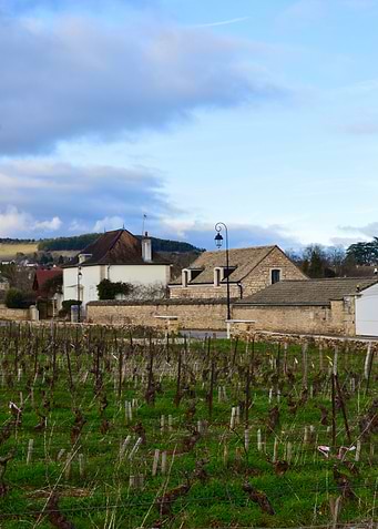 Vineyard in French Countryside