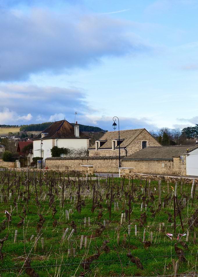 Vineyard in French Countryside
