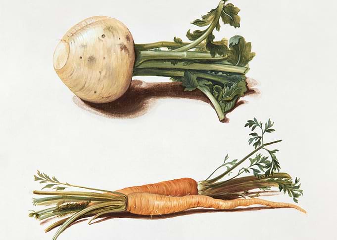 Botanical Illustration of Root Vegetables