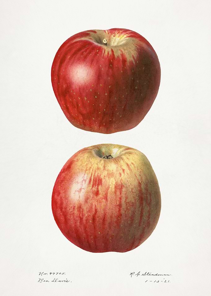 Two Apples Illustration