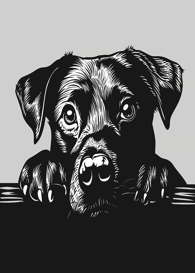 Black Dog Peeking Over a Surface