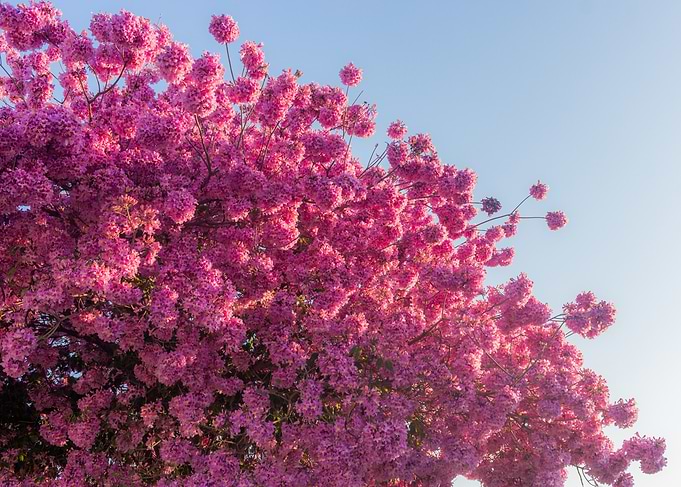 Pink Cherry Blossoms Against Blue Sky