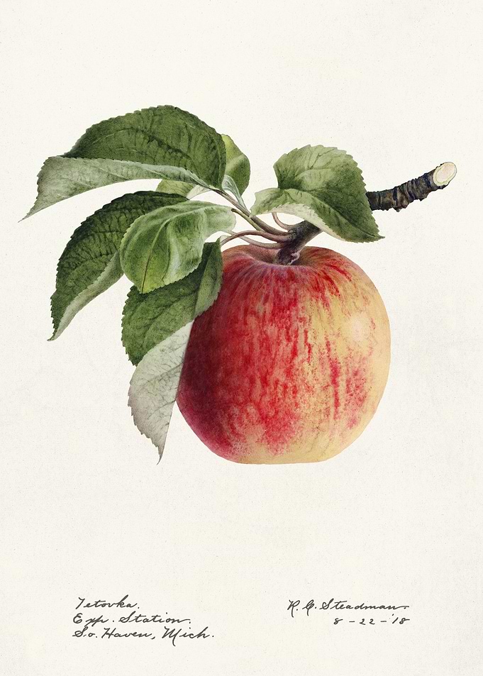 Watercolor Painting of an Apple on a Branch